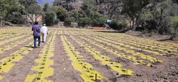 FAO grants Almawaset farmers drip irrigation systems